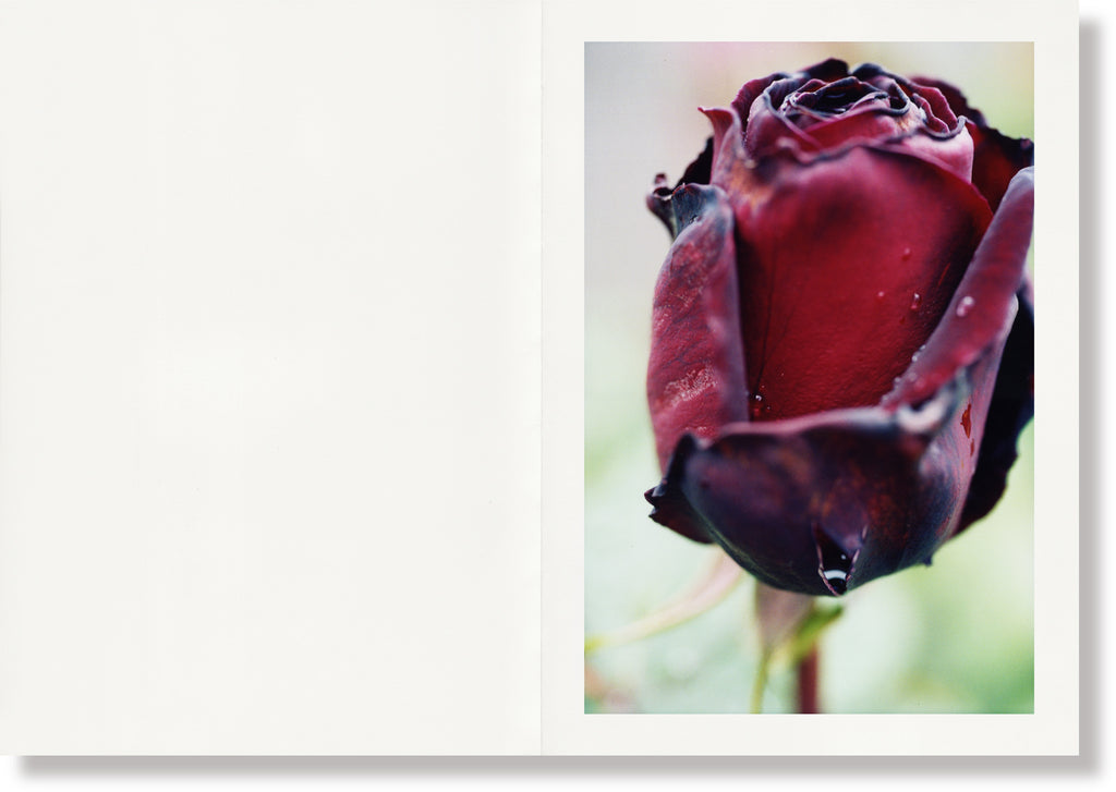 NakedRose_web_2_1024x.jpg?v=