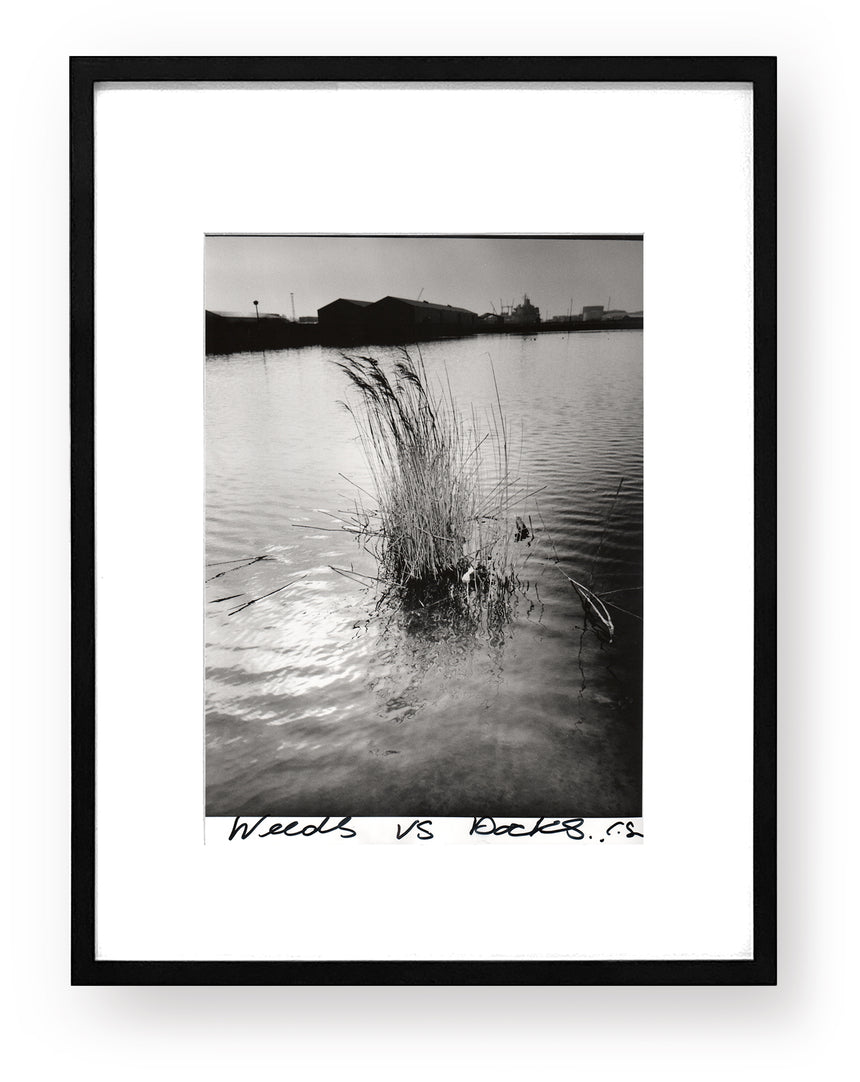 Weeds of Wallasey<br />Chris Shaw<br />weeds vs docks