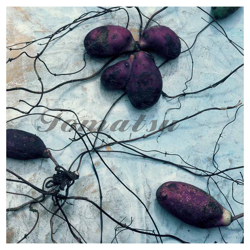 make<br />Shomei Tomatsu<br />(東松照明)