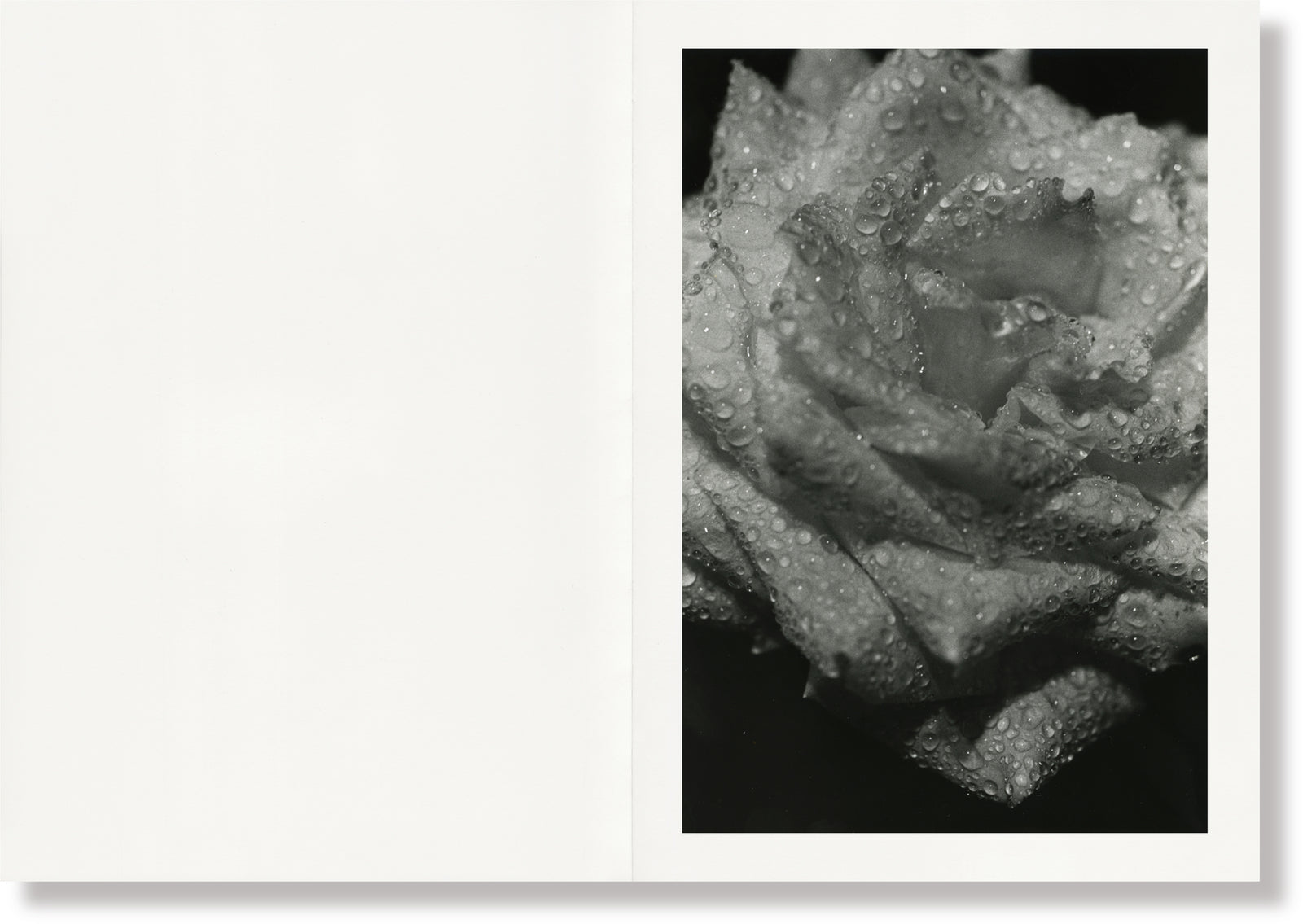 Naked Rose Ishiuchi Miyako (石内都) – SUPER LABO
