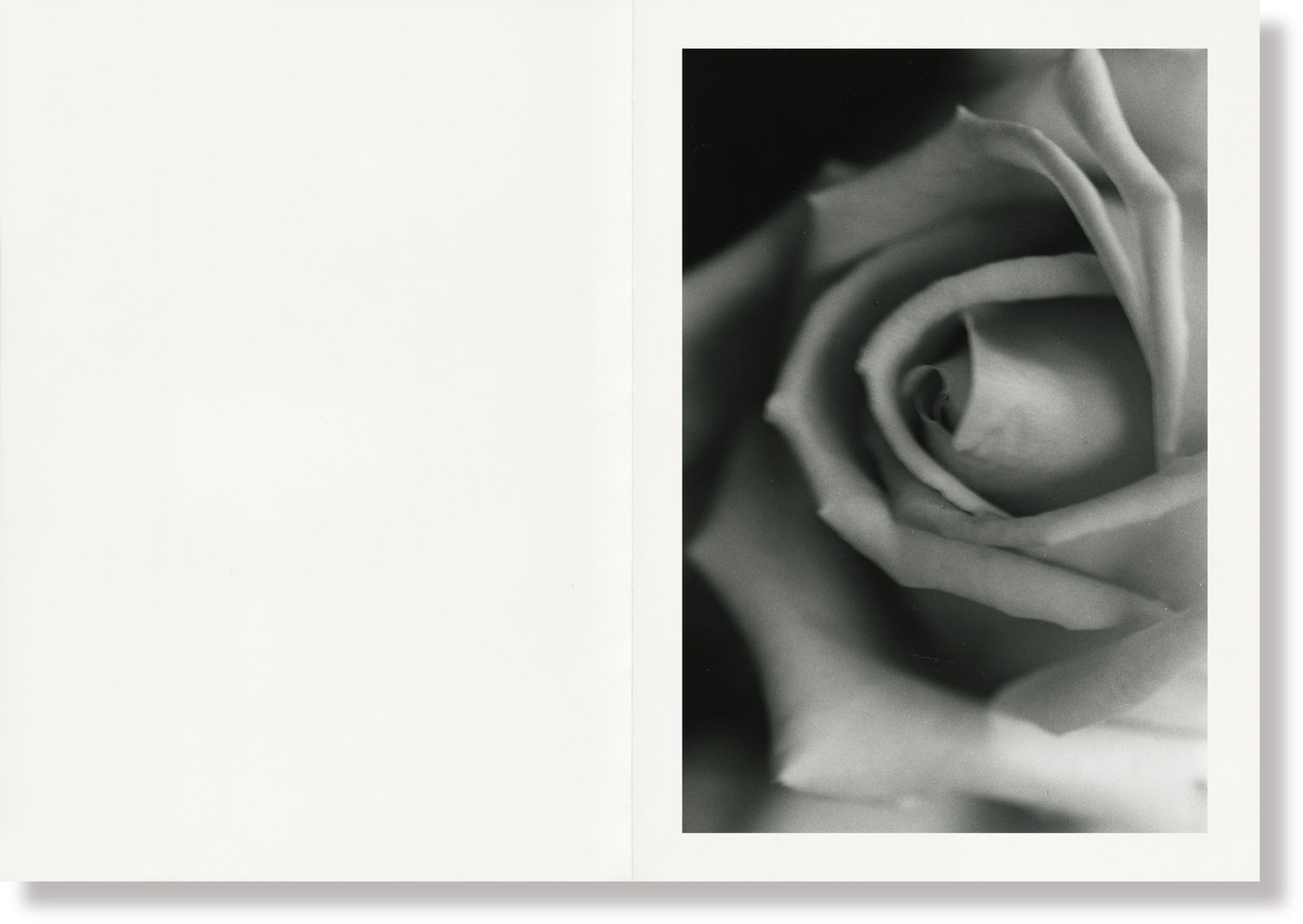 Naked Rose Ishiuchi Miyako (石内都) – SUPER LABO