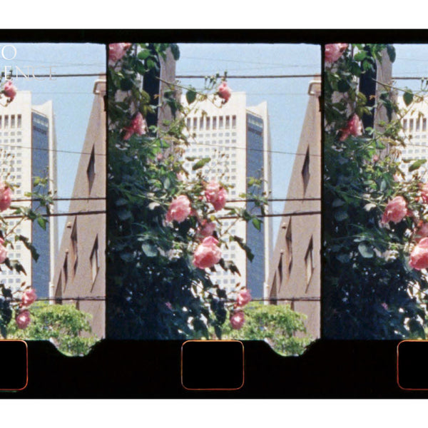 p1n_600x600_crop_center.jpg?v=