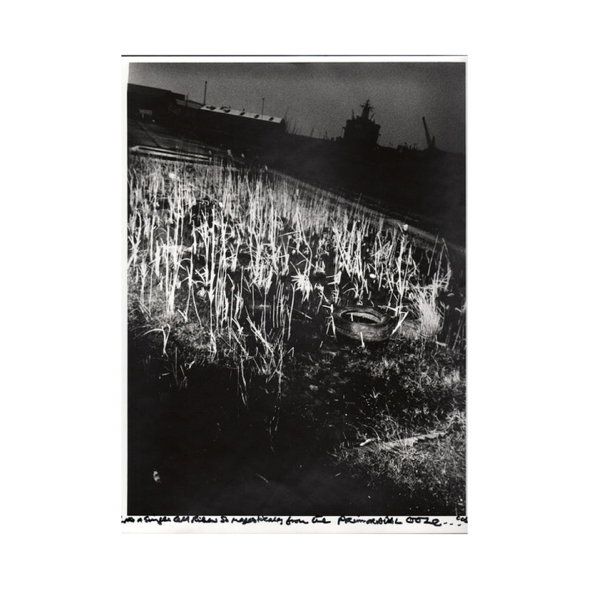 Weeds of Wallasey<br />Chris Shaw<br />like a single cell risen so majestically from a single cell in the primordial ooze