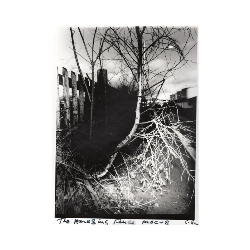Weeds of Wallasey<br />Chris Shaw<br />the amazing fence mocus